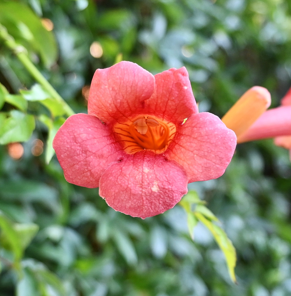 Изображение особи Campsis radicans.