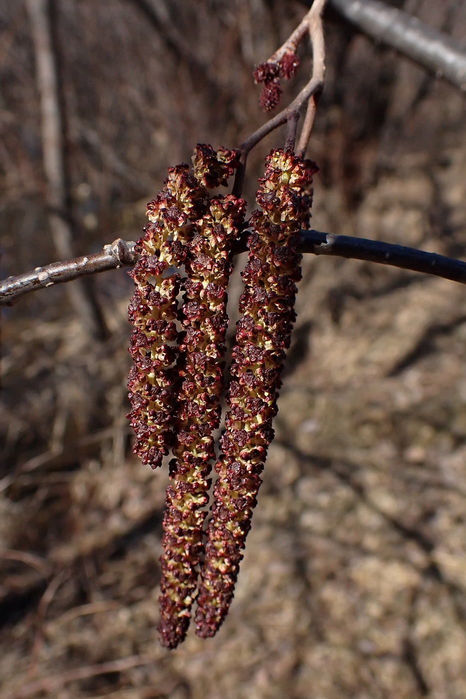 Изображение особи Alnus hirsuta.