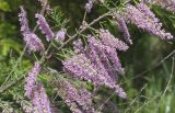 Tamarix gallica. Часть ветви с соцветиями. Испания, Каталония, пров. Жирона, комарка Баш Эмпорда, муниципалитет Пальс, берег оросительного канала rec del Molí de Pals. 23.04.2026.