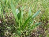 Plantago lanceolata. Растение с развивающимися цветоносами. ЛНР, г. Северодонецк, зелёная зона у главного корпуса Северодонецкого технологического института. 16.05.2026.