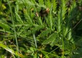 Pyrethrum corymbosum. Часть листа. Оренбургская обл., Саракташский р-н, Жёлтинский сельсовет, окр. хут. Султанбаево, луговая степь. 9 июня 2025 г.