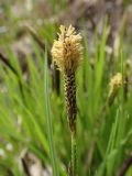 род Carex. Верхушка цветущего побега. Хабаровский край, г. Комсомольск-на-Амуре, пойма ручья Тёплый ключ. 12.05.2026.
