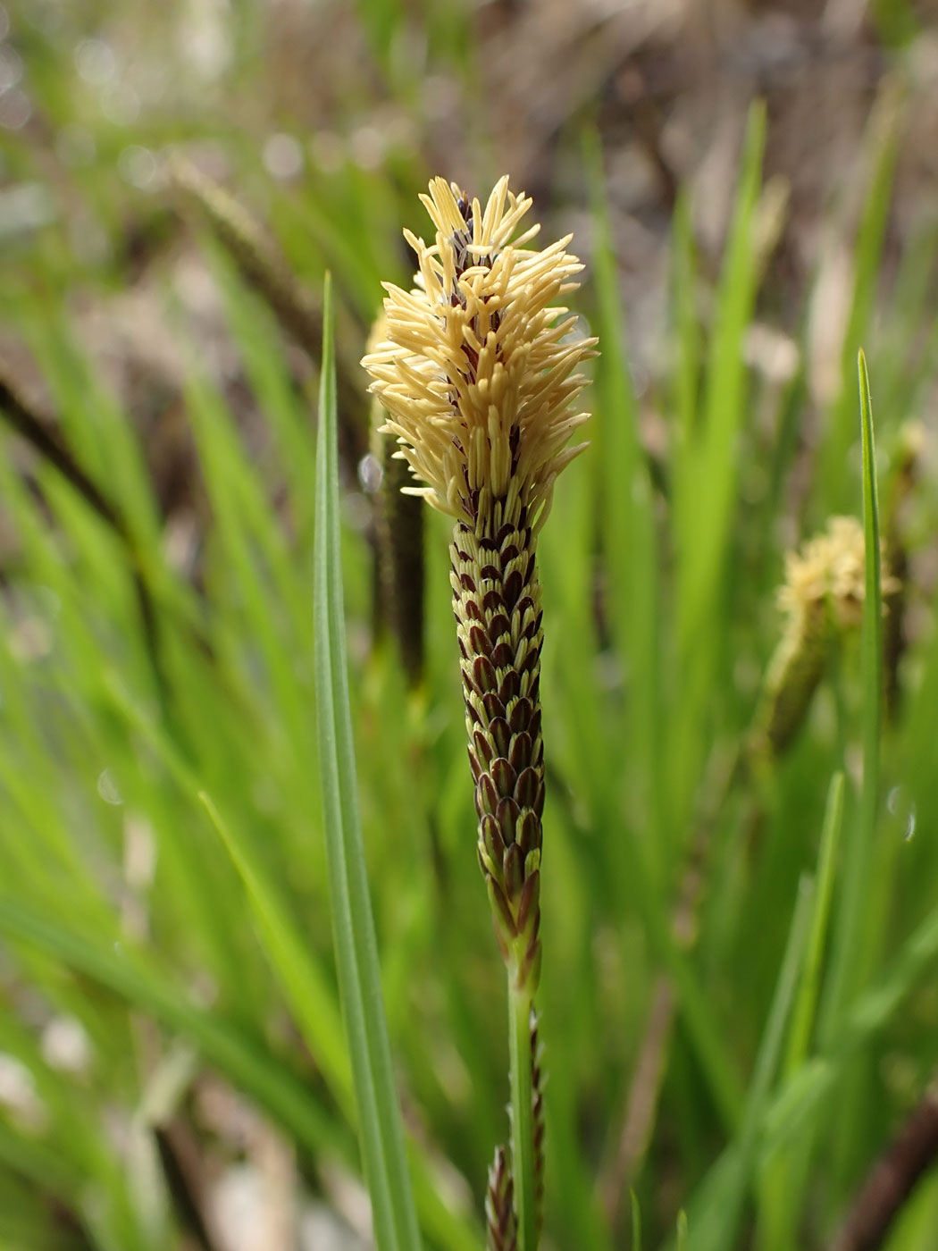 Изображение особи род Carex.