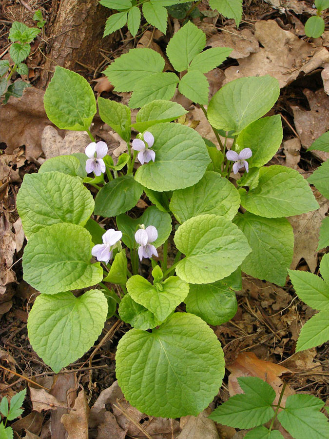 Image of Viola mirabilis specimen.