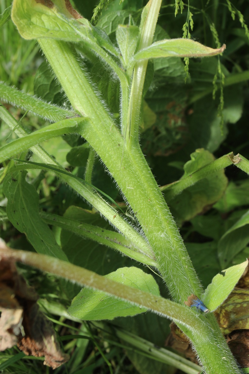 Изображение особи Symphytum asperum.