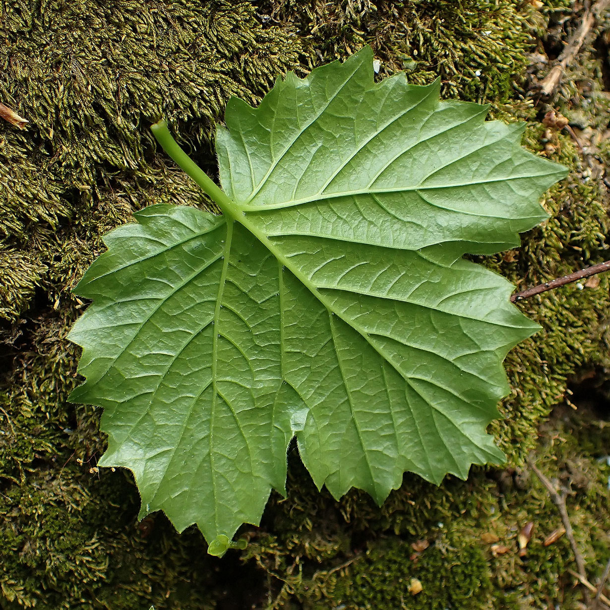 Image of Viburnum sargentii specimen.