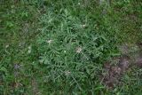 Centaurea iberica. Растение с развивающимися соцветиями. Грузия, край Самцхе-Джавахети, Ахалцихский муниципалитет, левый борт р. Цинубанисцкали, 500 м выше по течению от горячего источника Цинубани, большой луг. 9 июня 2026 г.