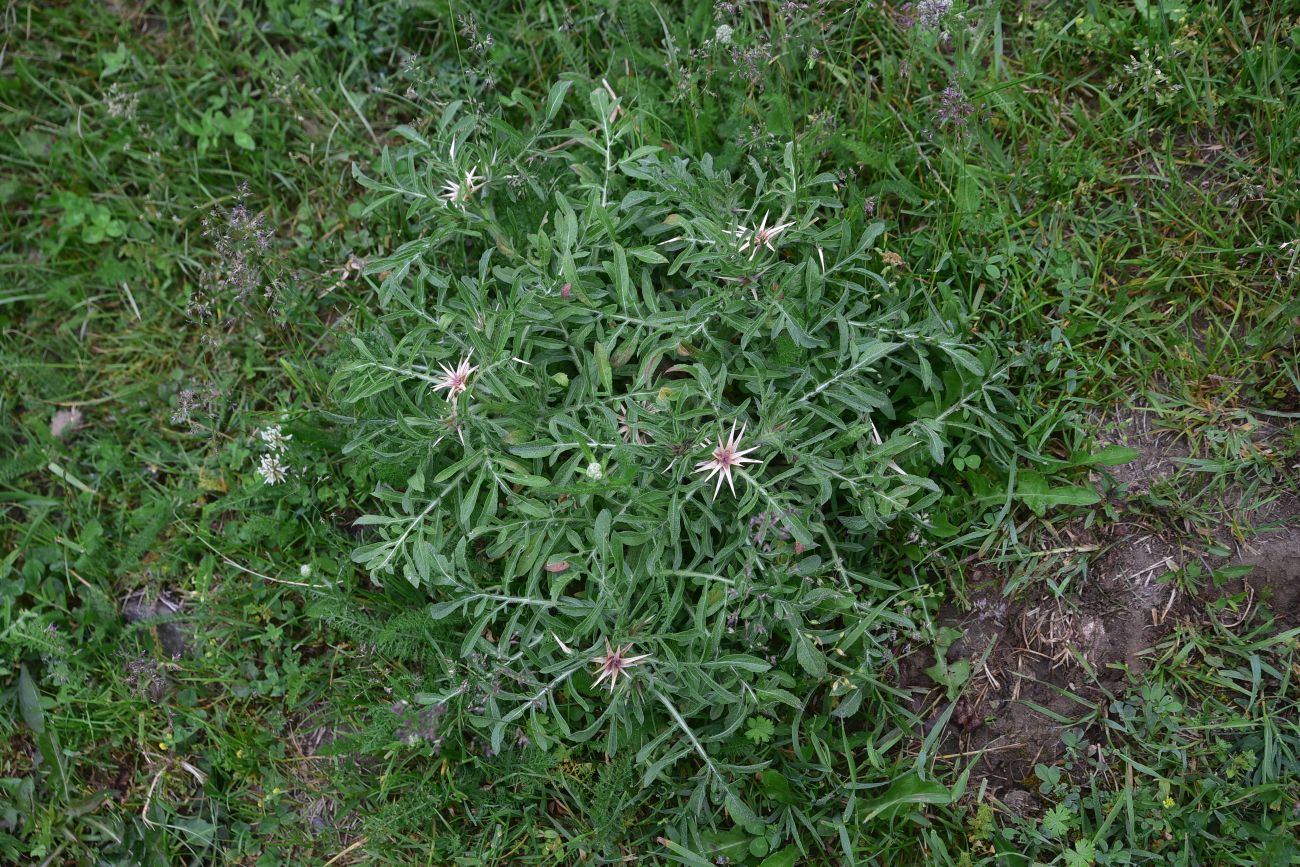 Image of Centaurea iberica specimen.