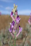 Astragalus varius