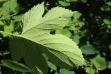 Humulus lupulus. Лист (вид на абаксиальную поверхность). Ленинградская обл., Кировский р-н, пос. Дачное, дол. р. Мга, дачный участок, на кусте Amelanchier. 19.06.2026.