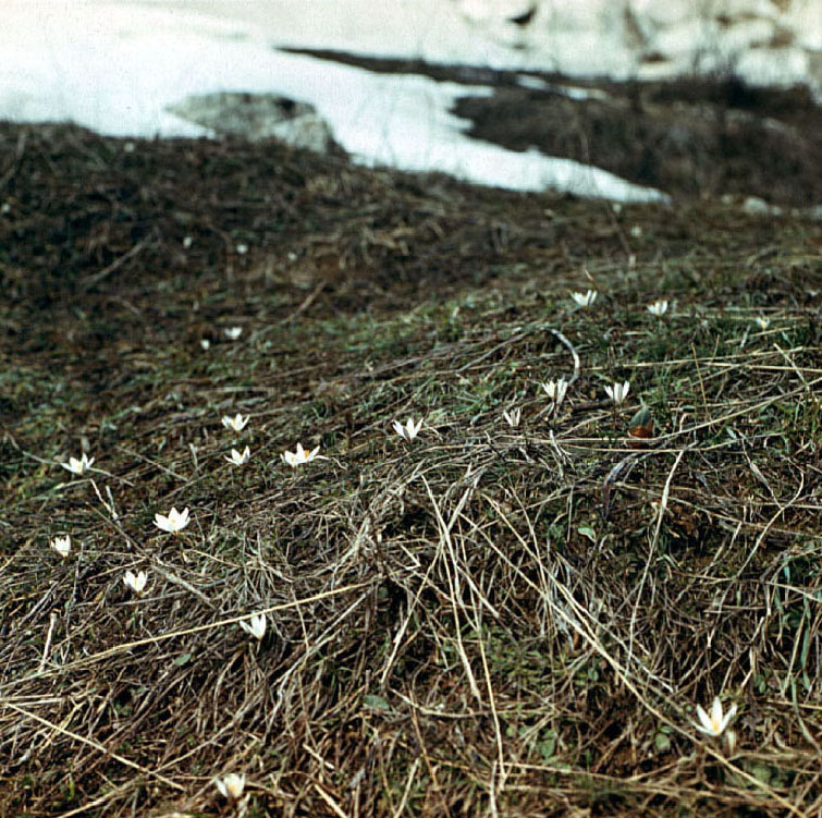 Изображение особи Crocus alatavicus.