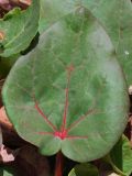 Rheum lucidum