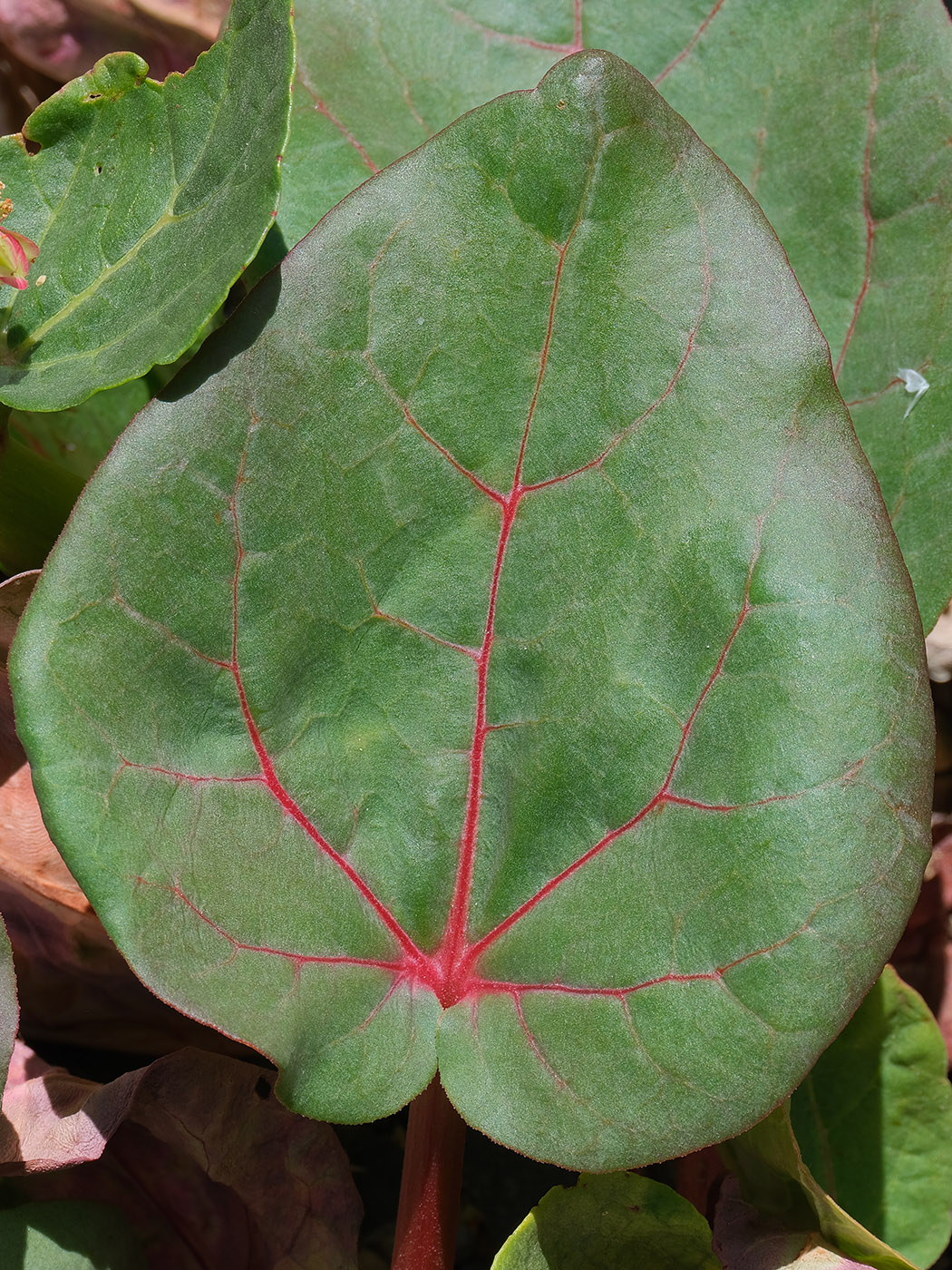 Изображение особи Rheum lucidum.