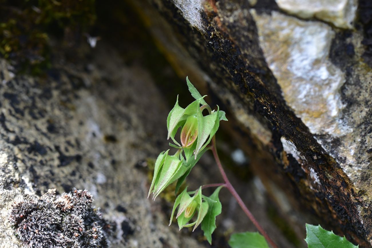 Image of genus Campanula specimen.