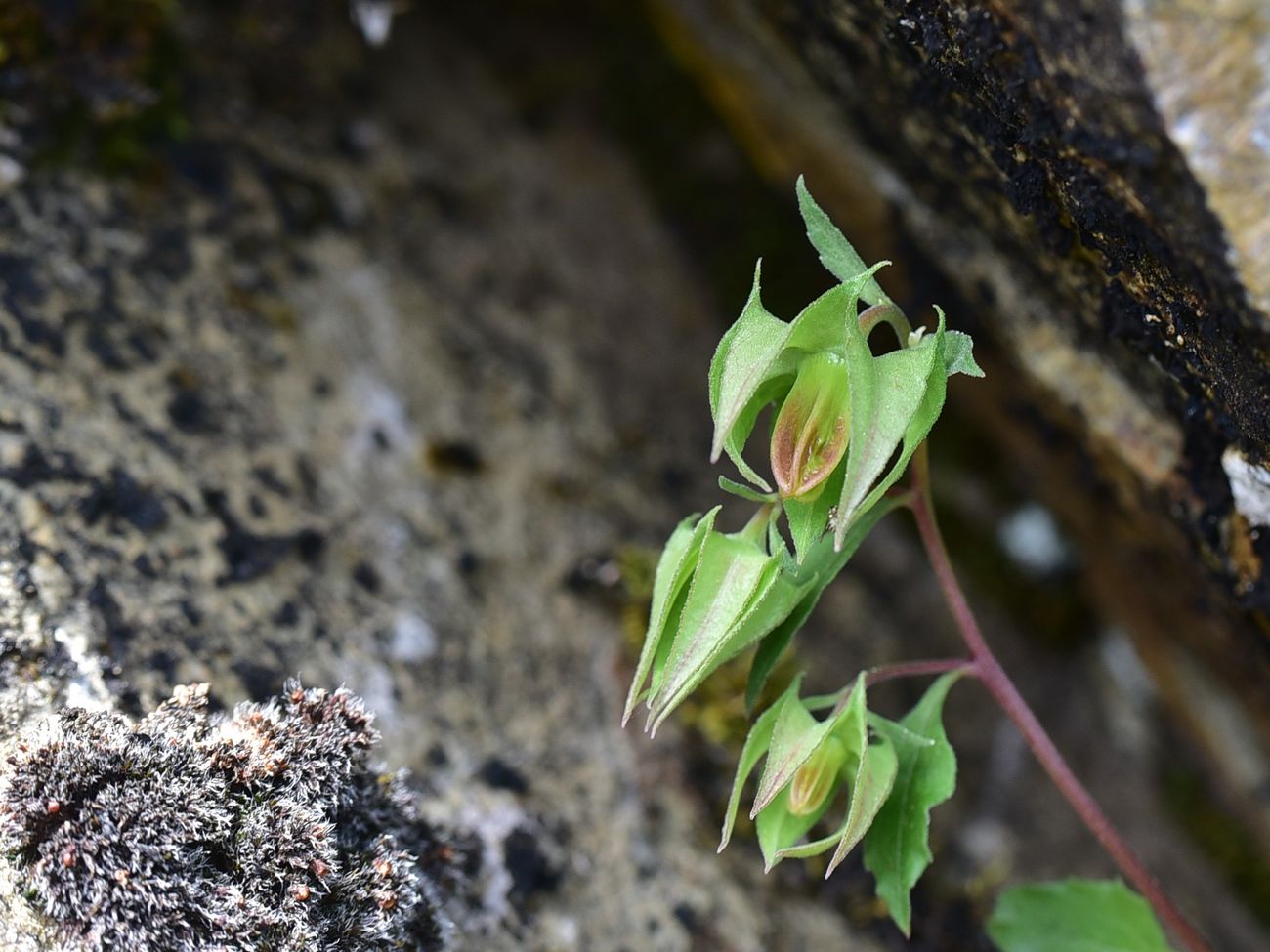 Image of genus Campanula specimen.
