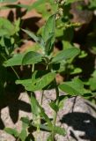 View full-size image unknown species