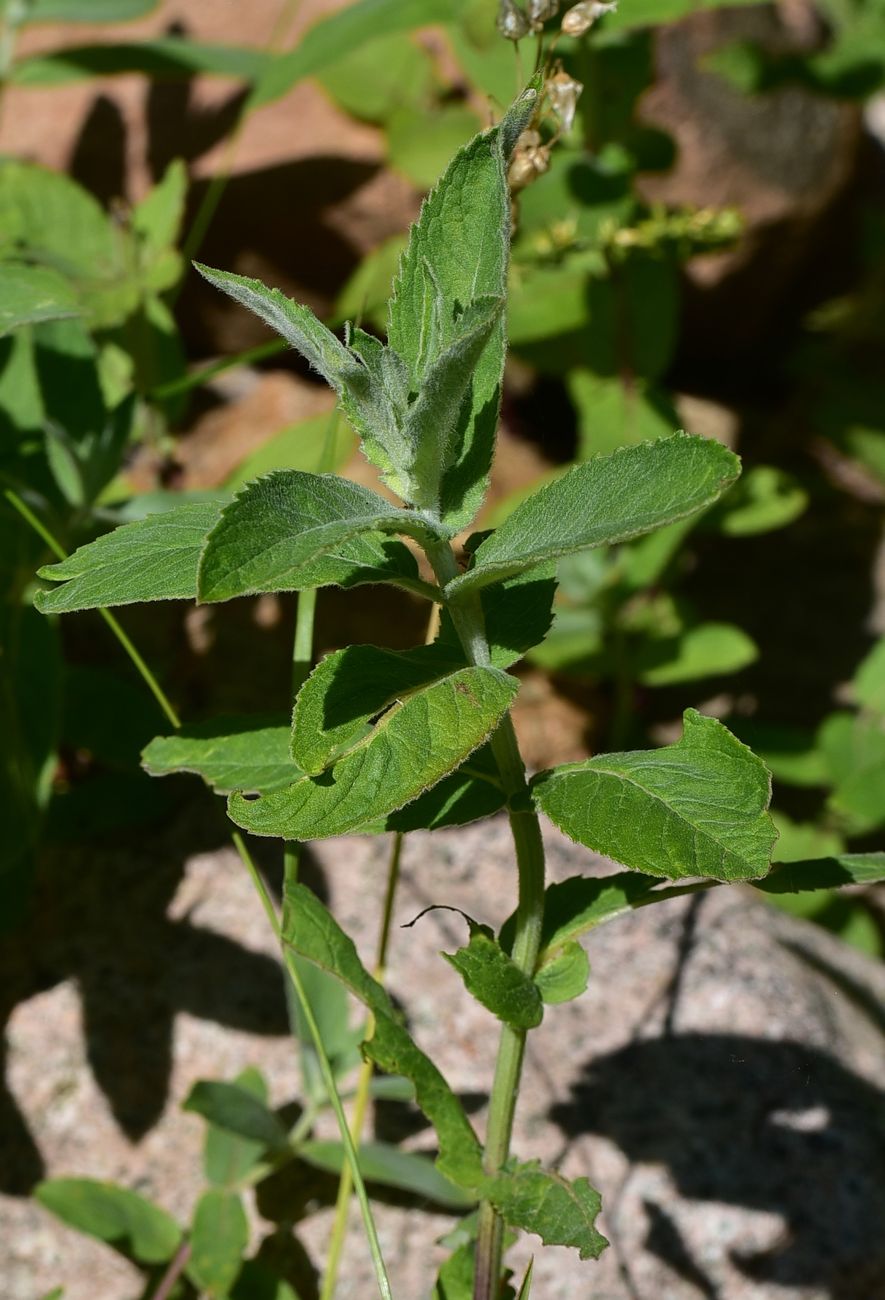 Image of Mentha longifolia specimen.