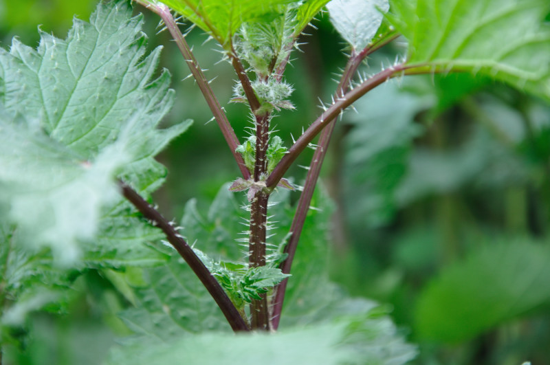 Изображение особи Urtica pilulifera.