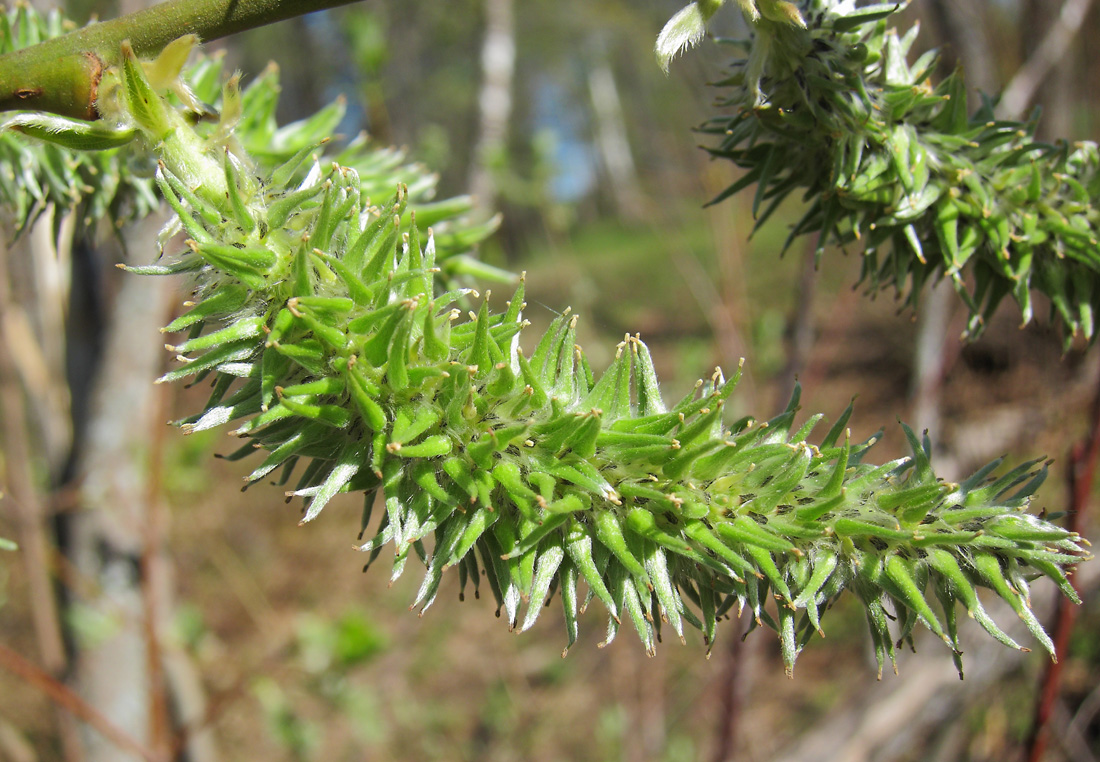 Image of Salix × tetrapla specimen.