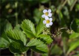 Fragaria vesca. Цветки. Кировская обл., Кикнурский р-н, окр. села Тырышкино, суходольный разнотравный луг. 10.06.2026.