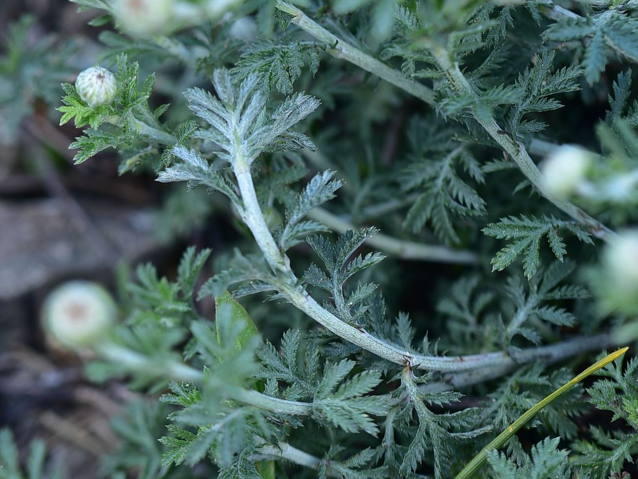Image of genus Anthemis specimen.