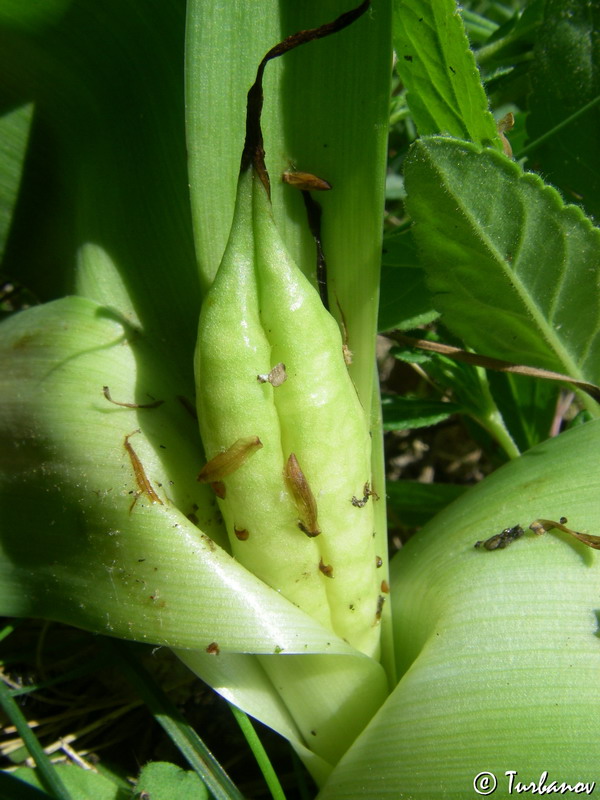 Image of Colchicum umbrosum specimen.