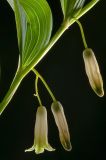 Polygonatum odoratum