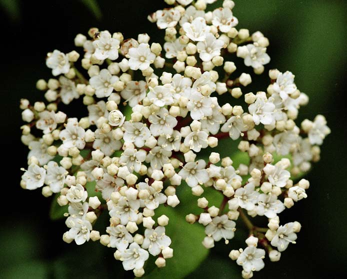 Изображение особи Viburnum tinus.