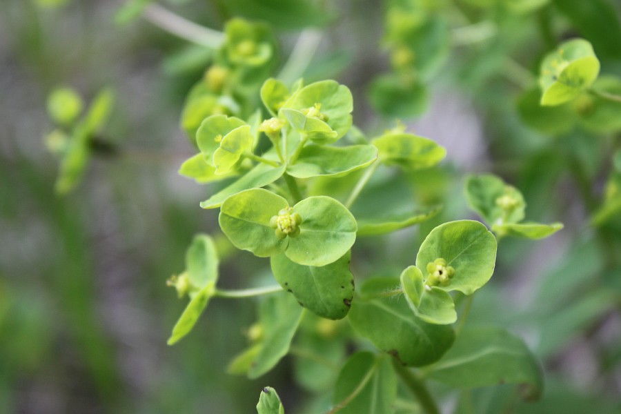 Изображение особи Euphorbia jenisseiensis.