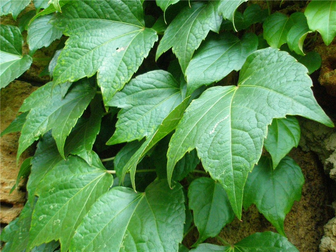 Image of Parthenocissus tricuspidata specimen.