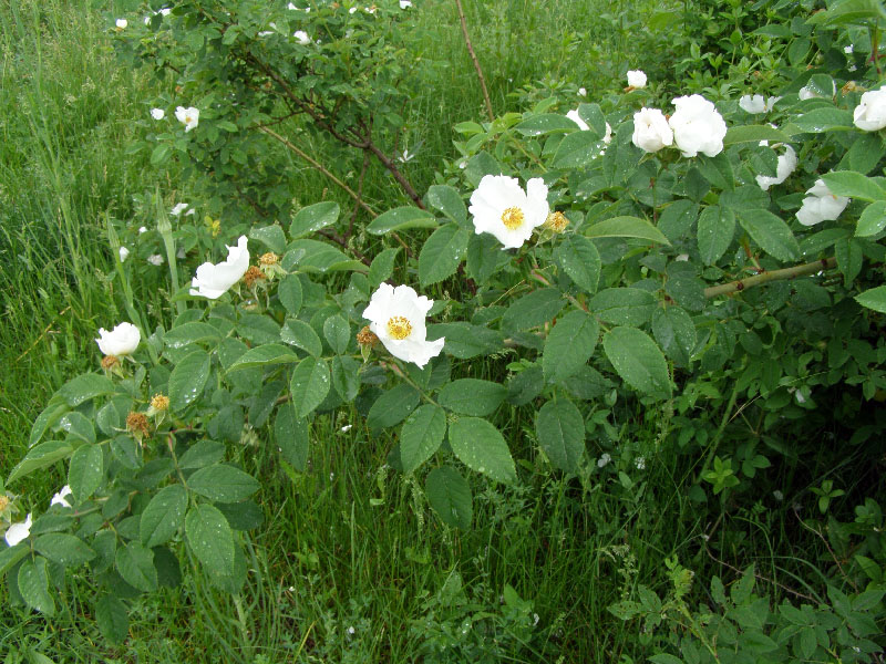 Image of genus Rosa specimen.