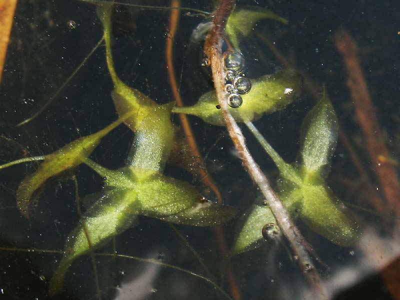 Image of Lemna trisulca specimen.