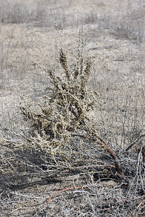 Image of Halocnemum strobilaceum specimen.