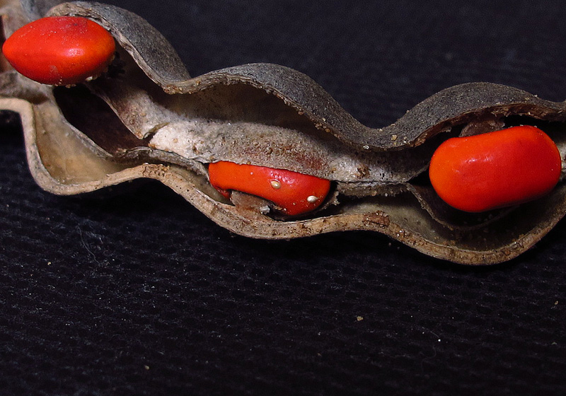 Image of Erythrina corallodendron specimen.