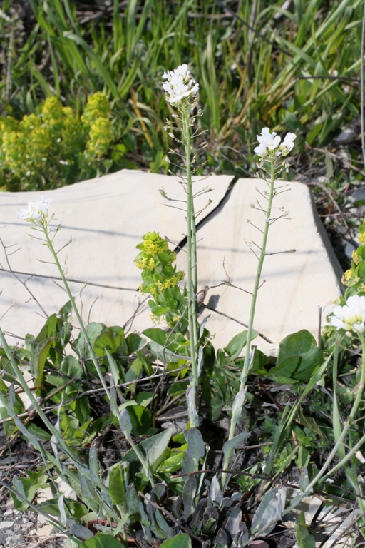 Image of Noccaea macrantha specimen.
