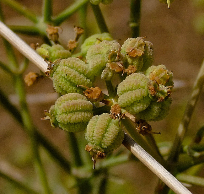 Image of Bilacunaria boissieri specimen.