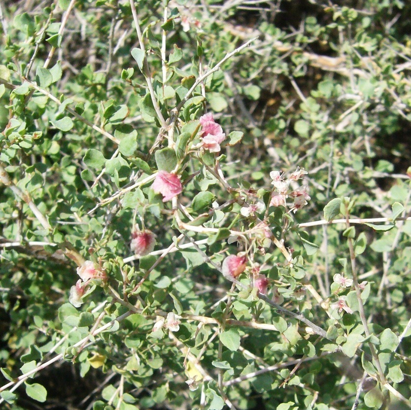 Изображение особи Atraphaxis replicata.