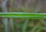 Torulinium caucasicum. Часть листа. Нижняя зона дельты р.Волга. 24.09.2011.