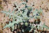 Echinops leucographus