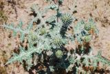Echinops leucographus. Растение с соцветиями. Узбекистан, Бухарская обл., окрестности г. Караулбазар. 14.05.2009.