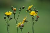 Sonchus подвид uliginosus