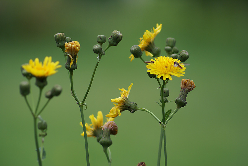 Image of Sonchus arvensis ssp. uliginosus specimen.