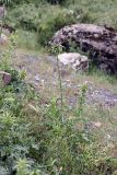 Silybum marianum