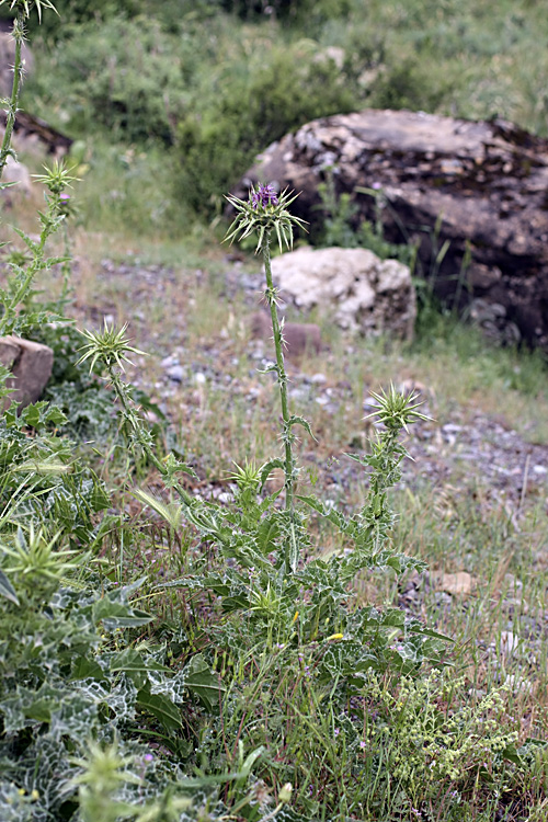 Image of Silybum marianum specimen.