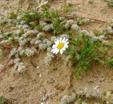 Anthemis leucanthemifolia