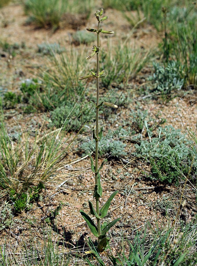 Image of Silene quadriloba specimen.