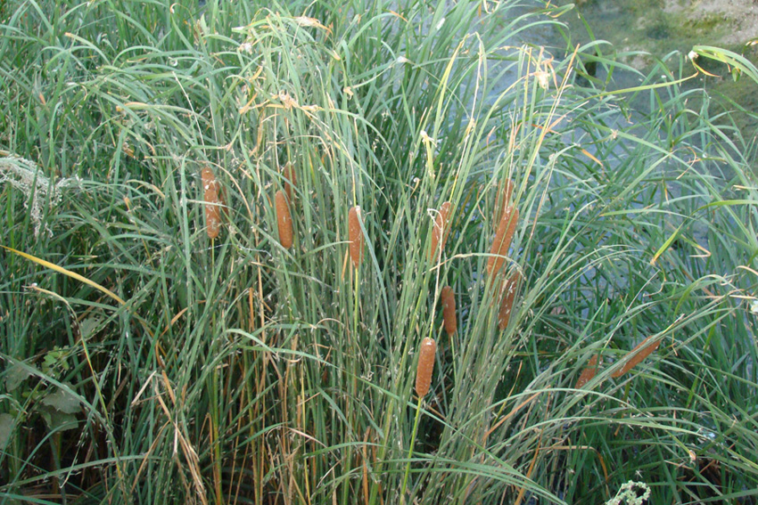 Изображение особи Typha laxmannii.