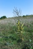 Verbascum lychnitis. Оцветающее растение. Ростовская обл., Мясниковский р-н, окр. с. Стоянов, долина р. Тузлов. 17.09.2011.