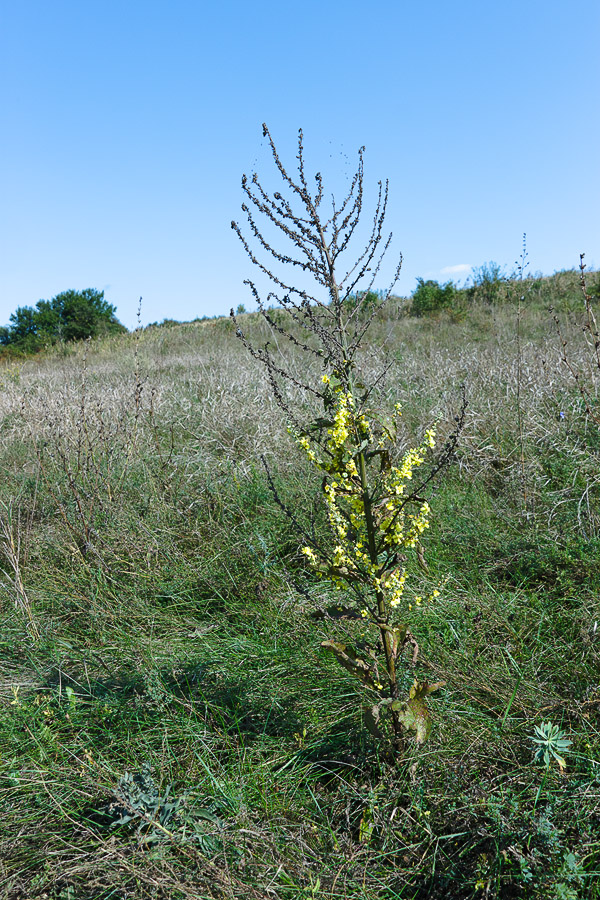 Image of Verbascum lychnitis specimen.