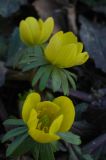 Eranthis hyemalis